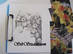 SibStudio dot com Daffodil Drawing